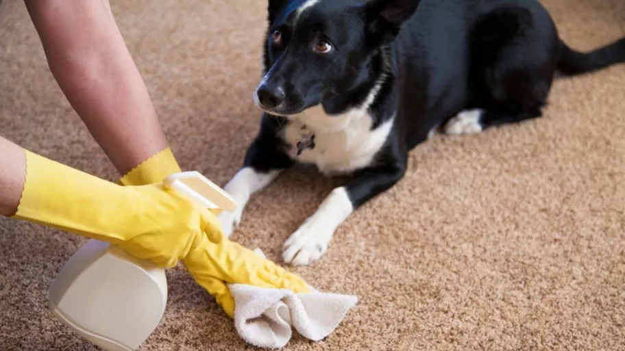 5 steg för att rengöra fläckar och lukt från husdjur på din matta